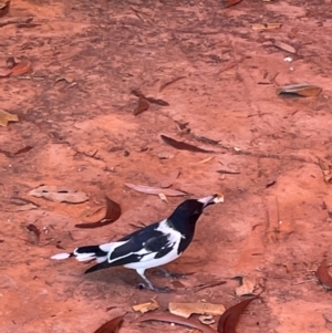 Cracticus nigrogularis at Burrundie, NT - 13 Jun 2022 10:53 AM