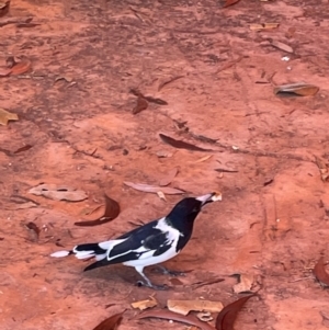 Cracticus nigrogularis (Pied Butcherbird) at Burrundie, NT by Hejor1