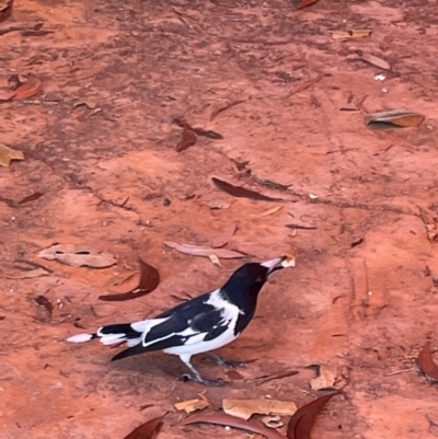 Cracticus nigrogularis (Pied Butcherbird) at Burrundie, NT - 13 Jun 2022 by Hejor1