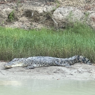 Crocodylus porosus (Saltwater Crocodile, Estuarine Crocodile) at Gunbalanya, NT - 13 Jun 2022 by Hejor1