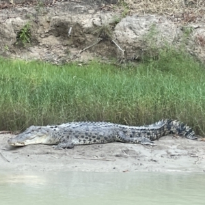 Crocodylus porosus (Saltwater Crocodile, Estuarine Crocodile) at Gunbalanya, NT by Hejor1