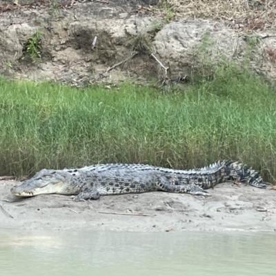Crocodylus porosus (Saltwater Crocodile, Estuarine Crocodile) at Kakadu National Park - 13 Jun 2022 by Hejor1