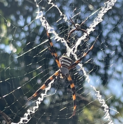 Argiope sp. (genus) at Kakadu, NT - 14 Jun 2022 by Hejor1