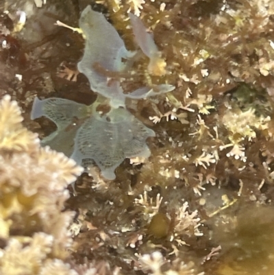 Martensia sp. (genus) at Jervis Bay Marine Park - 20 Jan 2023 by Hejor1