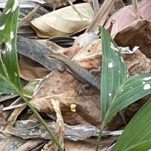 Carlia amax at Gunbalanya, NT - 13 Jun 2022 03:03 PM