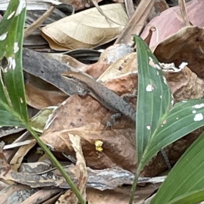 Carlia amax (Bauxite Rainbow-Skink) at Gunbalanya, NT - 13 Jun 2022 by Hejor1