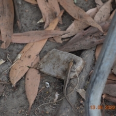 Carlia amax at Gunbalanya, NT - 13 Jun 2022 03:03 PM