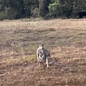 Macropus agilis at Kakadu National Park - 15 Jun 2022