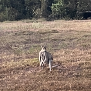 Macropus agilis at Kakadu National Park - 15 Jun 2022 07:14 AM