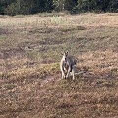 Macropus agilis at Kakadu National Park - 15 Jun 2022