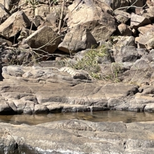 Crocodylus johnstoni at Lansdowne, NT - 12 Jun 2022 09:52 AM