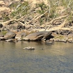 Crocodylus johnstoni at Lansdowne, NT - 12 Jun 2022