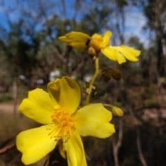 Cochlospermum fraseri (Yellow Kapok) at Litchfield Park, NT - 10 Jun 2022 by Hejor1