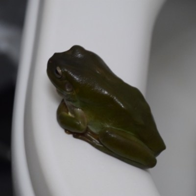 Litoria caerulea (Green Tree Frog) at Wak Wak, NT - 15 Jun 2022 by Hejor1