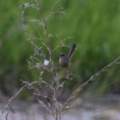 Malurus melanocephalus (Red-backed Fairywren) at Kakadu National Park - 14 Jun 2022 by Hejor1