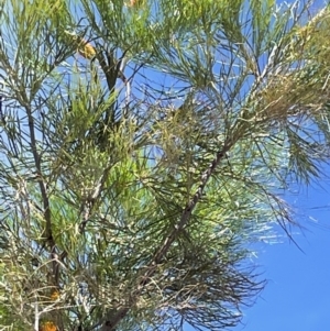 Grevillea pteridifolia at Charlotte, NT - 10 Jun 2022 01:59 PM