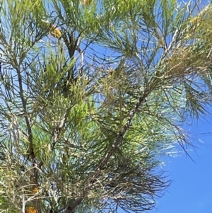 Grevillea pteridifolia at Charlotte, NT - 10 Jun 2022