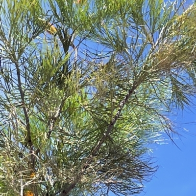 Grevillea pteridifolia (Darwin Silky Oak) at Charlotte, NT - 10 Jun 2022 by Hejor1