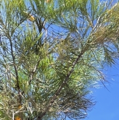 Grevillea pteridifolia (Darwin Silky Oak) at Charlotte, NT - 10 Jun 2022 by Hejor1