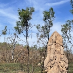 Grevillea pteridifolia at Charlotte, NT - 10 Jun 2022 01:59 PM