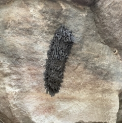 Unidentified Other wasp at Gunbalanya, NT - 13 Jun 2022 by Hejor1