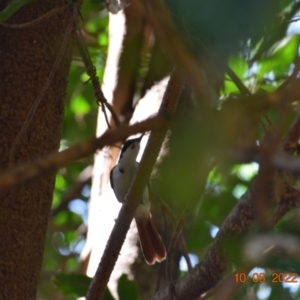 Myiagra alecto at Berry Springs, NT - 10 Jun 2022 02:20 PM