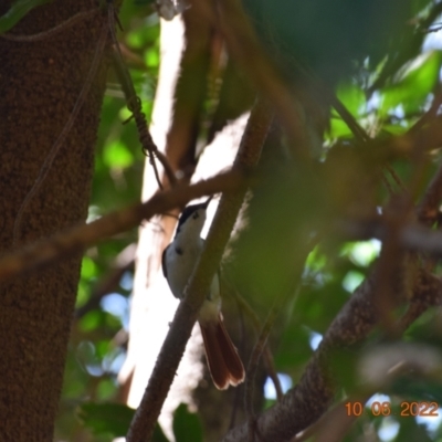 Myiagra alecto (Shining Flycatcher) at Berry Springs, NT - 10 Jun 2022 by Hejor1