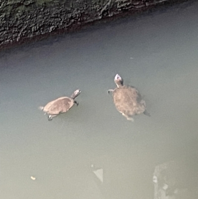 Unidentified Turtle at Broken River, QLD - 27 May 2022 by Hejor1