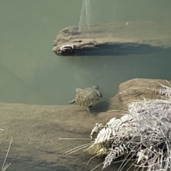 Unverified at suppressed - suppressed