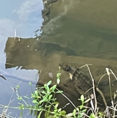 Unverified at suppressed - suppressed