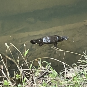 Ornithorhynchus anatinus at Broken River, QLD - 27 May 2022 05:08 PM