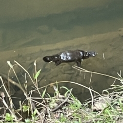 Ornithorhynchus anatinus (Platypus) at Broken River, QLD - 27 May 2022 by Hejor1