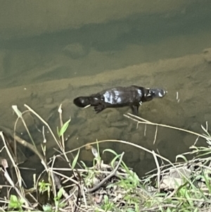 Ornithorhynchus anatinus at Broken River, QLD - 27 May 2022
