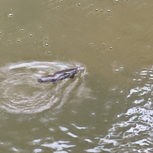 Ornithorhynchus anatinus at Broken River, QLD - 27 May 2022