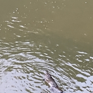 Ornithorhynchus anatinus at Broken River, QLD - 27 May 2022