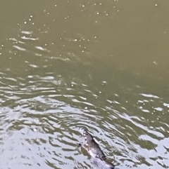 Ornithorhynchus anatinus at Broken River, QLD - 27 May 2022