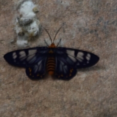 Unidentified Pyralid or Snout Moth (Pyralidae & Crambidae) at Gunbalanya, NT - 13 Jun 2022 by Hejor1
