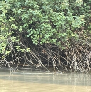 Nycticorax caledonicus at Kakadu, NT - 13 Jun 2022 04:03 PM