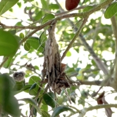 Metura elongatus (Saunders' case moth) at Finch Hatton, QLD - 28 May 2022 by Hejor1
