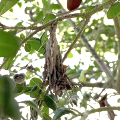 Metura elongatus (Saunders' case moth) at Finch Hatton, QLD - 28 May 2022 by Hejor1