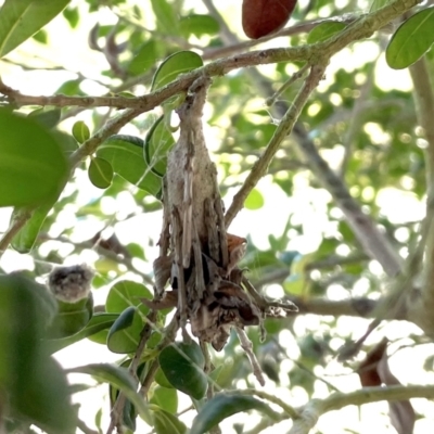 Unidentified Case moth (Psychidae) at Finch Hatton, QLD - 28 May 2022 by Hejor1