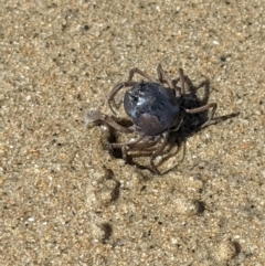Unidentified Crab at East Mackay, QLD - 27 May 2022 by Hejor1