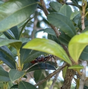 Reduviidae (family) at Finch Hatton, QLD - 28 May 2022 10:13 AM