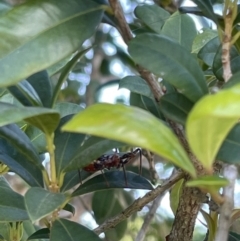 Unidentified Assassin bug (Reduviidae) at Finch Hatton, QLD - 28 May 2022 by Hejor1
