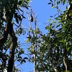 Unidentified Flying Fox or Other Megabat at Finch Hatton, QLD - 28 May 2022 by Hejor1