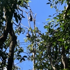 Pteropus alecto (Black Flying Fox) at Finch Hatton, QLD - 28 May 2022 by Hejor1