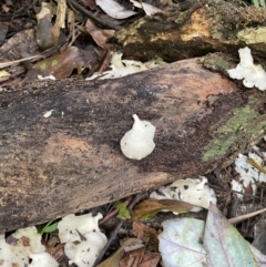 zz flat polypore - white(ish) at Finch Hatton, QLD - 28 May 2022 by Hejor1