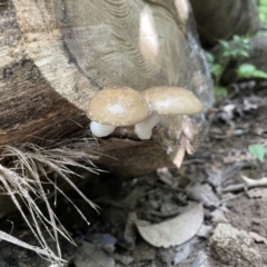 Unidentified Cap on a stem; gills below cap [mushrooms or mushroom-like] at Finch Hatton, QLD - 28 May 2022 by Hejor1