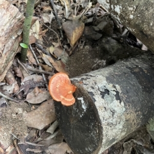 Trametes (old Pycnoporus sp.) at Finch Hatton, QLD - 28 May 2022 02:10 PM