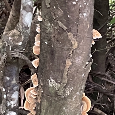 Unidentified Underside smooth or wrinkled/roughened <Stereum etc> at Broken River, QLD - 29 May 2022 by Hejor1